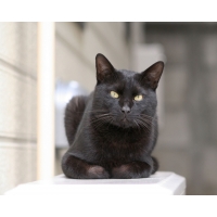Черная кошка скачать картинки на рабочий стол и обои
