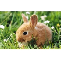 Крольчонок в траве обои и картинки для компьютера