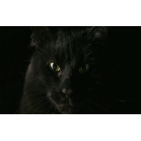 Черный кот картинки, обои на рабочий стол широкоформатный