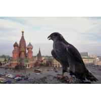Орёл возле кремля, картинки и обои - оформление рабочего стола