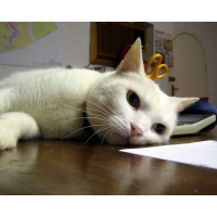 Картинка белый кот на компьютер, фотографии на рабочий стол