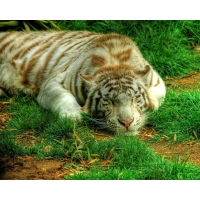 Картинка персидский тигр на компьютер, картинки и новые обои
