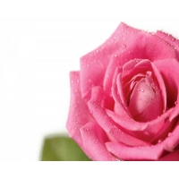 Картинка цветок роза на компьютер, скачать фото на рабочий стол и обои
