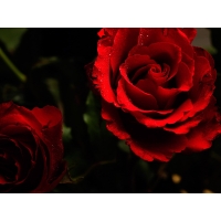 Красная мокрая роза - фотографии на рабочий стол