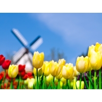 Разноцветные тюльпаны - картинки и новые обои на рабочий стол