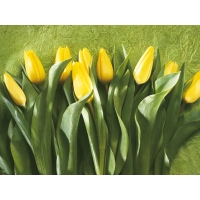 Желтые тюльпаны - новейшие обои на рабочий стол и картинки