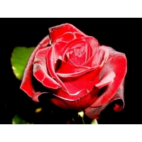 Красная Роза - картинки бесплатно на рабочий стол и обои
