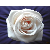 Белая роза - обои и картинки на красивый рабочий стол