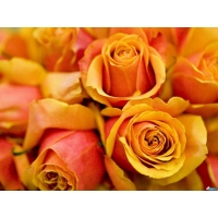 Желтая Роза Оранжевая - картинки, заставки на рабочий стол бесплатно