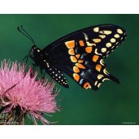 Бабочка на цветке - картинки и обои, смена рабочего стола