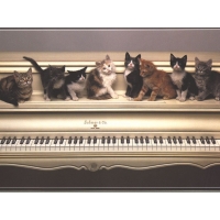 Коты на пианино - лучшие обои для рабочего стола и картинки