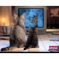 Коты смотрят телевизор - картинки - это супер рабочий стол