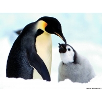 Пингвины в Антарктиде - картинки и рисунки для рабочего стола скачать бесплатно, тема - животные