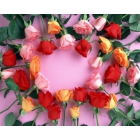 Разбросанные розы красивые обои и фото установить на рабочий стол