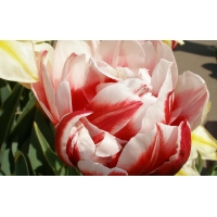 Симфония тюльпанов красивое фото на рабочий стол и картинки