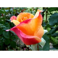 Разноцветная роза красивые обои и фото установить на рабочий стол