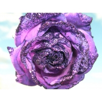 Фиолетовая роза картинки и рисунки для рабочего стола скачать бесплатно