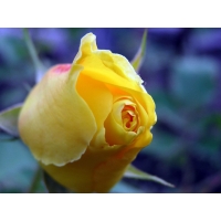 Желтая роза картинки и фотки на рабочий стол