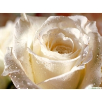 Белая роза картинки и обои на рабочий стол 1024 768