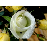 Белая роза большие картинки на рабочий стол и обои
