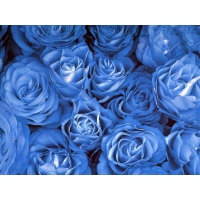 Голубые розы картинки, скачать фоновый рисунок для рабочего стола
