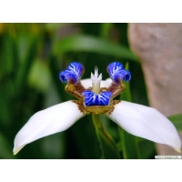 Синия орхидея фотографии на рабочий стол