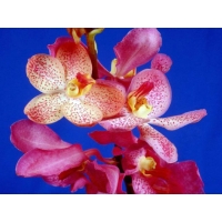 Орхидея новейшие обои на рабочий стол и картинки