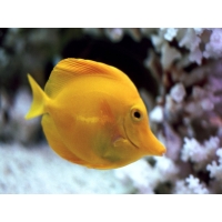 Желтая рыбка скачать картинки и рисунки для рабочего стола