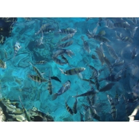 рыбки красного моря картинки и фоны для рабочего стола windows