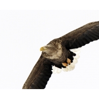 Летящий орел фото и обои для рабочего стола