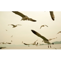 Чайки у моря скачать красивые обои для рабочего стола