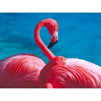 Фламинго обои скачать бесплатно и фотографии