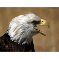 Белоголовый орел скачать бесплатные обои и картинки