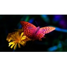Flower and the butterfly,  -    