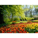 Яркие краски весны - цветочная поляна, картинки и качественные обои на рабочий стол