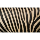 Полосы типа зебра картинки, фото обои и картинки