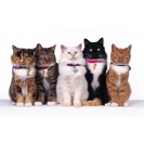 Породистые коты картинки, красивые обои и фото установить на рабочий стол
