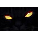 Черная кошка - картинки и обои на рабочий стол компьютера скачать бесплатно