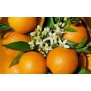 Красивые апельсины - новейшие обои и фото