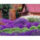 Природа - Цветущий сад картинки и обои на рабочий стол 1024 768