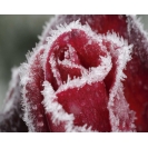 Картинка роза в снегу на компьютер, новые обои