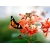 Бабочка на красном цветке - картинки, обои, скачать заставку на рабочий стол, животные