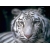 Белый Тигра! - картинки, обои на рабочий стол широкоформатный, рубрика - животные