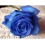 Синяя роза - обои для рабочего стола, обои цветы
