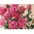 Букет роз и ромашек - фотографии на рабочий стол, обои цветы