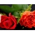 Две декоративные розы - картинки, фото на прикольный рабочий стол, тема - цветы