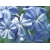 Синие флоксы - красивые заставки на рабочий стол, обои цветы