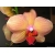 Орхидея, фото на рабочий стол и картинки