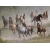 Бегущие лошади картинки, картинки и широкоформатные обои для рабочего стола бесплатно