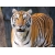 Уставший тигр новейшие обои и фото